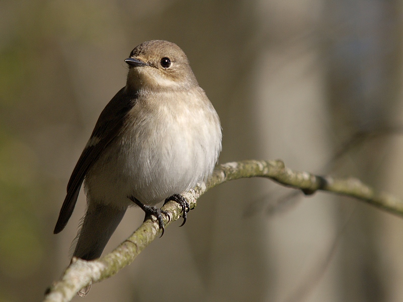 Pied flycatcher - female