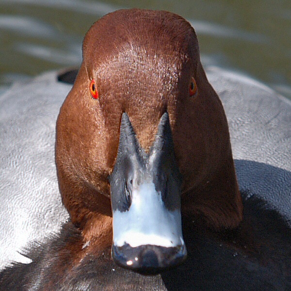 Red-eye
