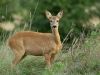 The Doe