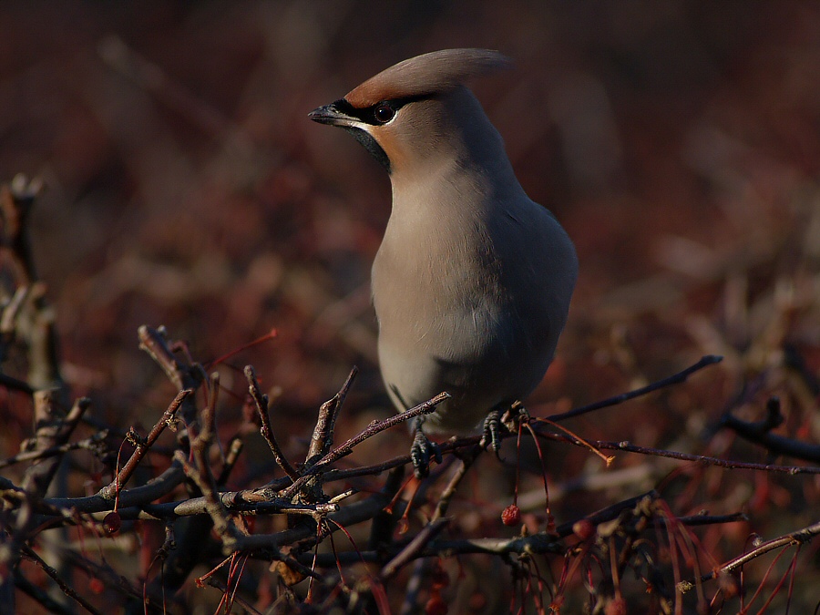 The last waxwing...