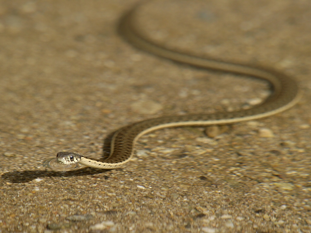 Sierra Gartersnake
