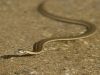 Sierra Gartersnake