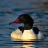 Goosander close up