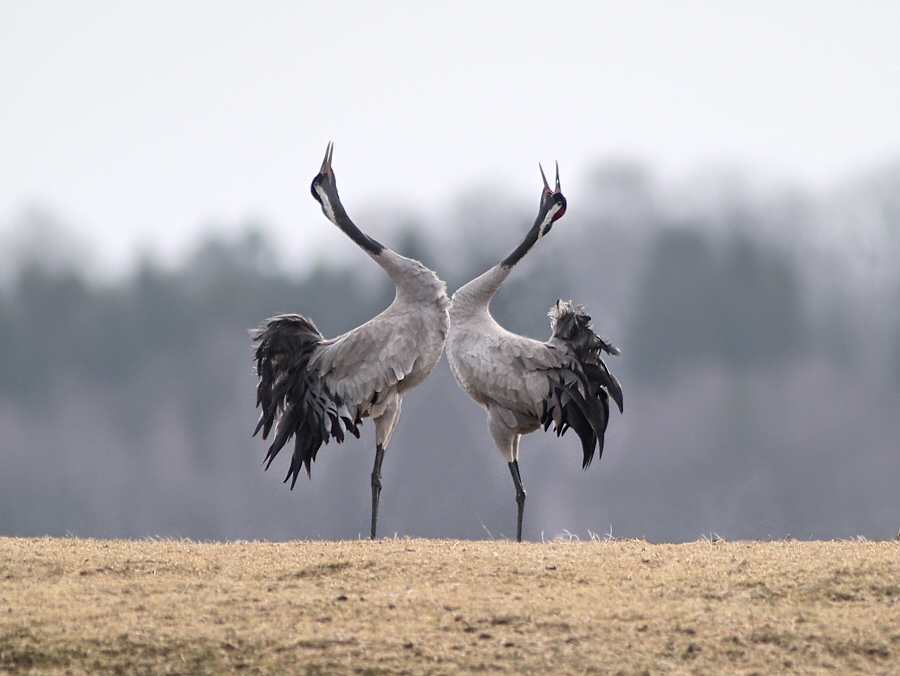 Dance of the Cranes