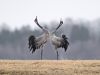 Dance of the Cranes