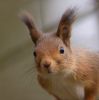 Portrait of Miss Squirrel