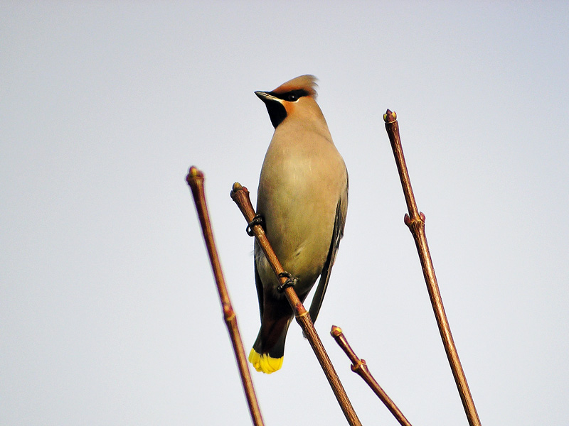 Bohemian Waxwing