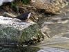 White Throated Dipper by Henry Ekholm