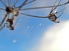Waterdrops by Henry Ekholm