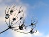 Waterdrops 3 by Henry Ekholm