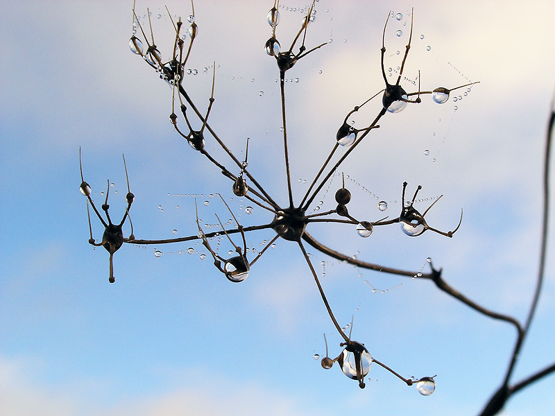 Waterdrops 4
