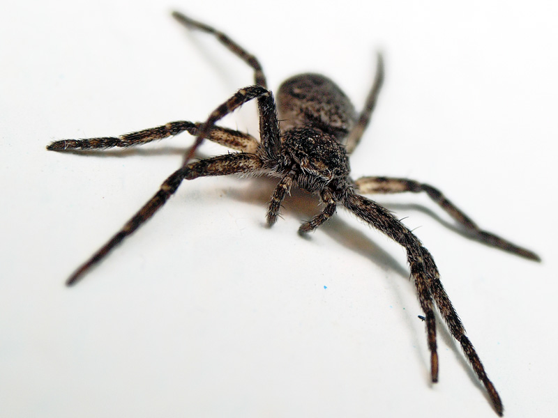 Small Spider