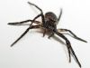 Small Spider by Henry Ekholm