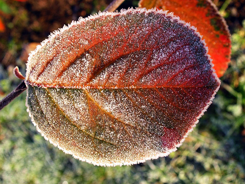 Autumn leaf number 2