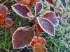 Autumn leaves number 2