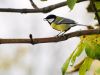 Great tit by Henry Ekholm