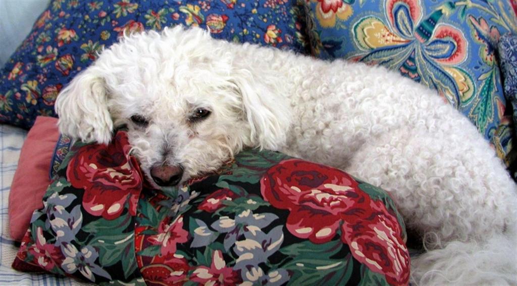 Brio on the bed in pillows