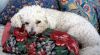 Brio on the bed in pillows