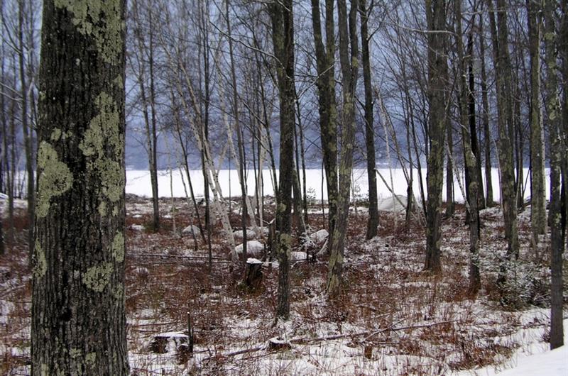 New Hampshire Woods
