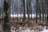 New Hampshire Woods by Liz Zoob