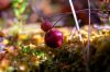 Cranberry