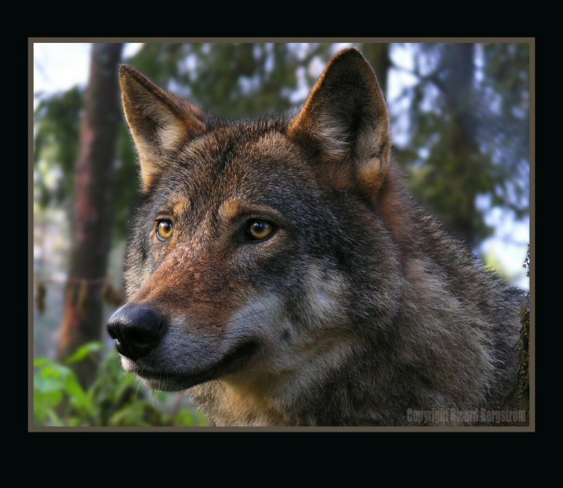 Wolf
