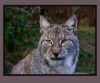 Lynx by Ricard Bergstr?m