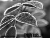 Frosty leafs by Ricard Bergstr?m