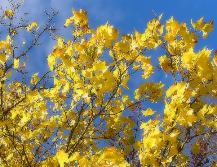 Mapleleaves a la Sweden