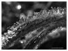 Icecrylstals by Ricard Bergstr?m