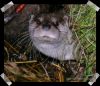 Otter by Ricard Bergstr?m