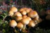 Team of fungi