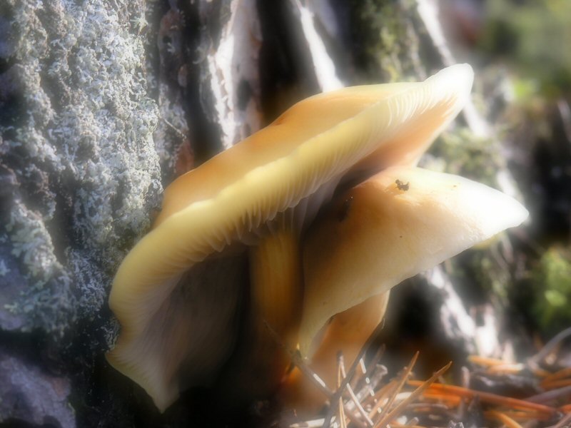 Mushrooms
