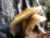 Mushrooms