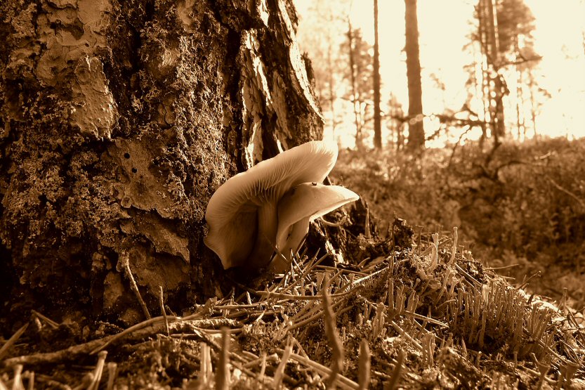 Fungi