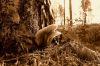 Fungi by Ricard Bergstr?m