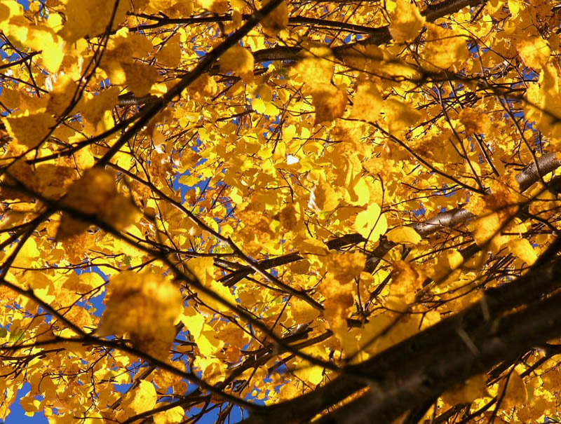 Leafs...
