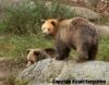 Bears