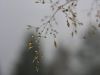 dewdrops