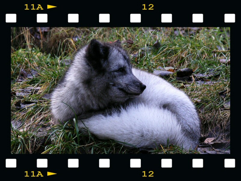 Arctic Fox