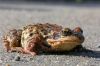 A lucky frog