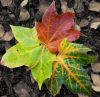 Mapleleaves with a twist..