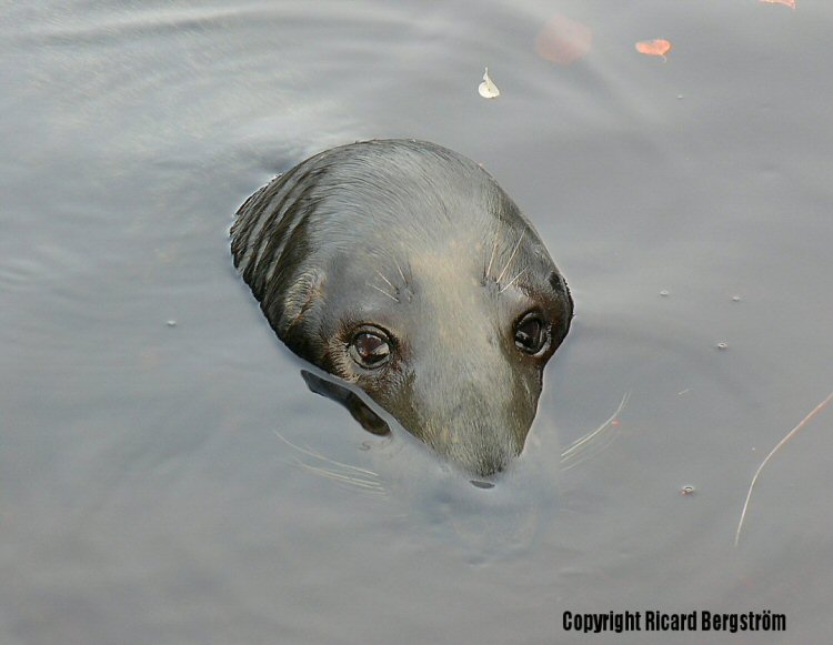Curious seal
