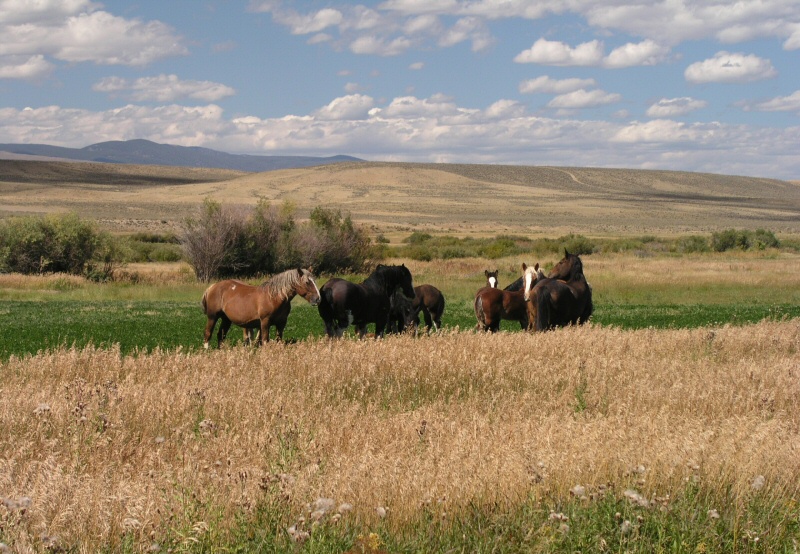 Montana Horses