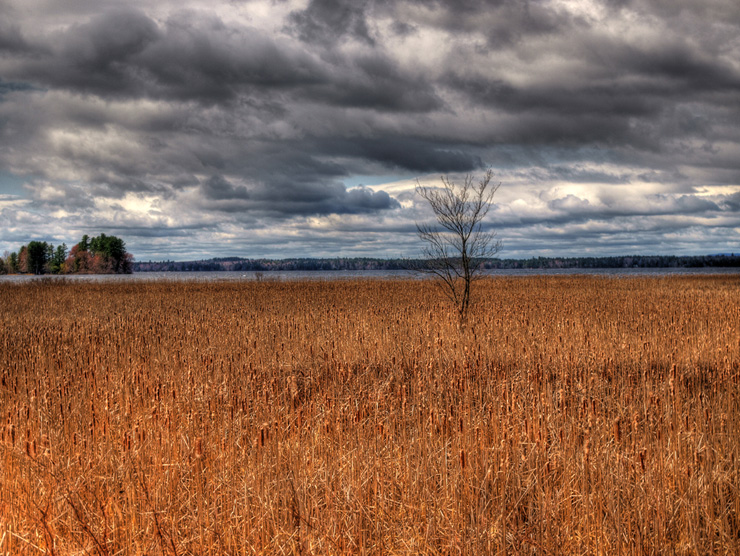 Lone Tree