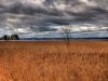 Lone Tree by Bob Doucette