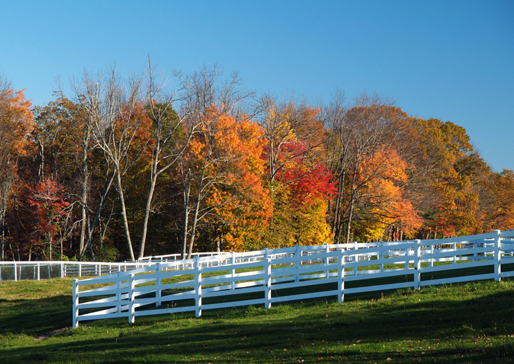 Fall Colors