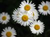 Daisy by Bob Doucette