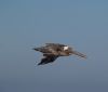 Flying Fisherman by Bob Doucette