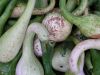 Gourds by Bob Doucette